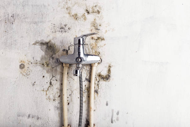 Best Fast Mold Removal  in Zebulon, GA