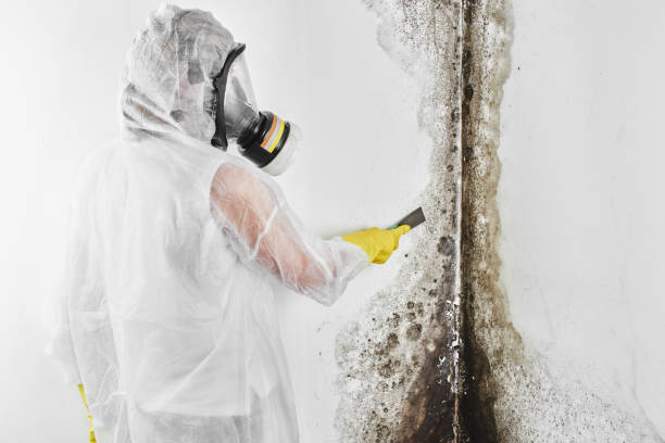 Mold Testing and Removal in Zebulon, GA