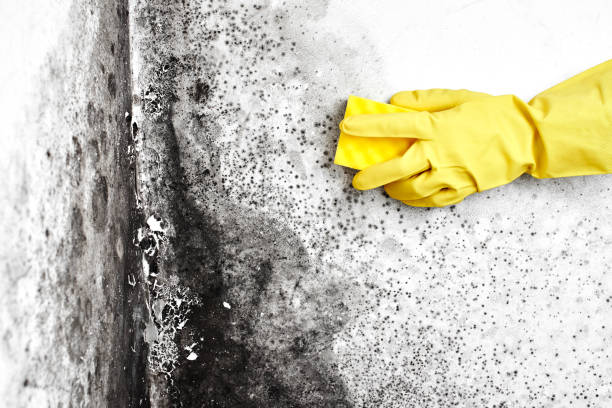 Best Attic Mold Removal  in Zebulon, GA