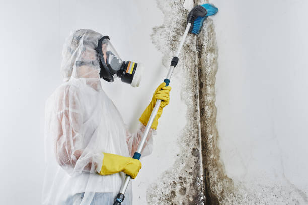 Best Office Mold Removal Services  in Zebulon, GA