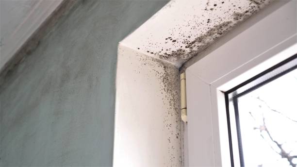 Trusted Zebulon, GA Mold Removal Experts