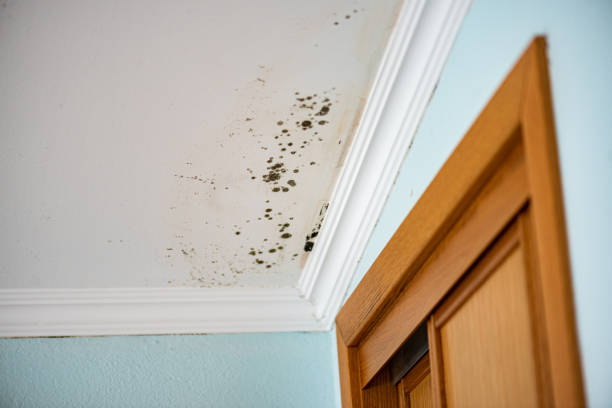 Best Mold Remediation  in Zebulon, GA