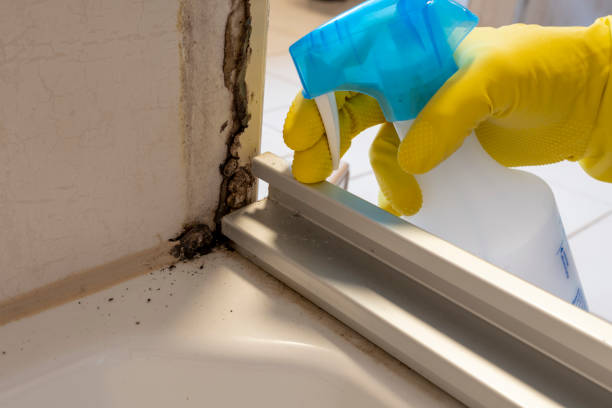 Best Best Mold Removal Companies  in Zebulon, GA