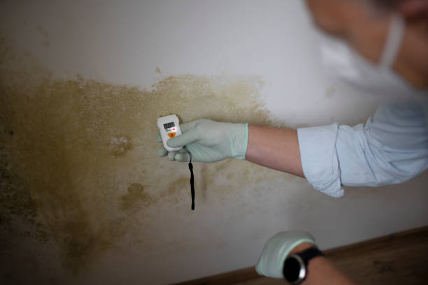 Mold Removal and Inspection in Zebulon, GA