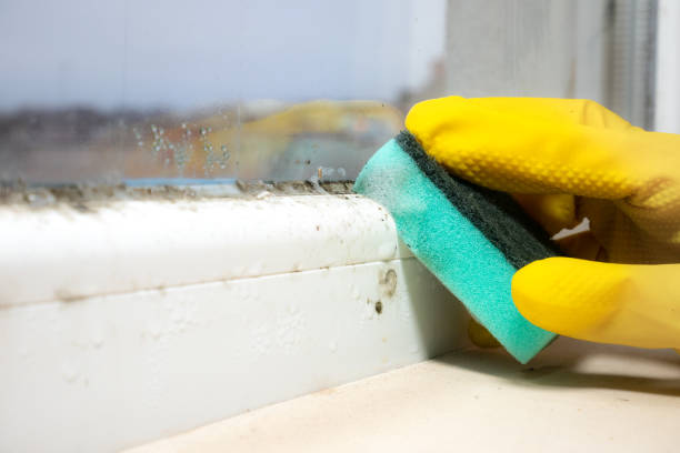 Best Mold Cleaning Services  in Zebulon, GA