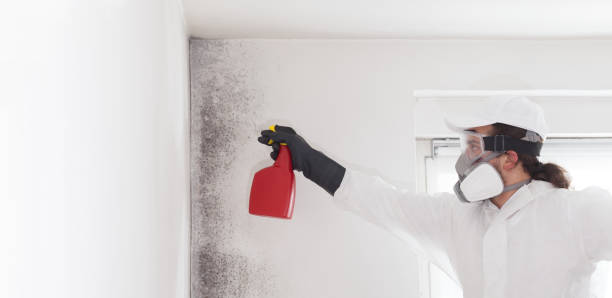 Best Affordable Mold Removal  in Zebulon, GA