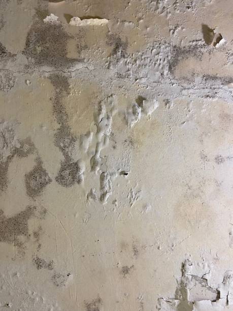 Best Local Mold Removal Service  in Zebulon, GA