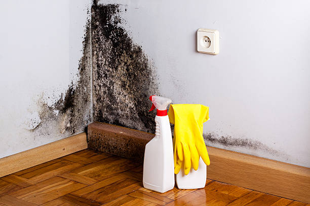 Best Residential Mold Removal  in Zebulon, GA