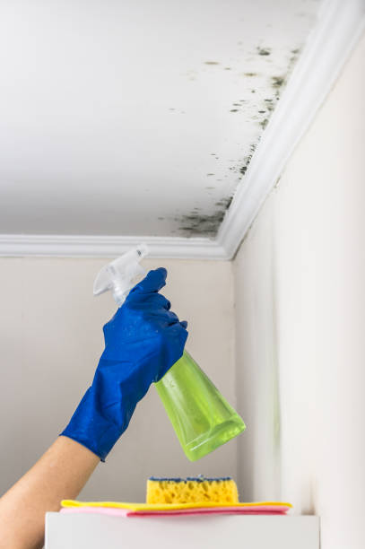 Best Mold Testing  in Zebulon, GA